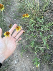 Tetragonotheca texana