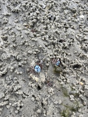 Mictyris longicarpus