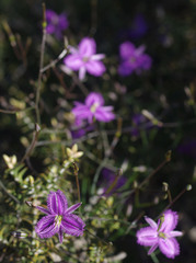 Thysanotus manglesianus