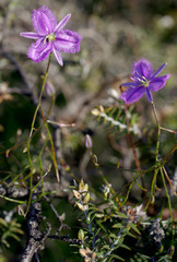 Thysanotus manglesianus