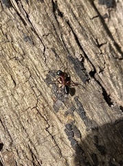 Camponotus innexus
