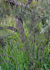 Thysanotus manglesianus