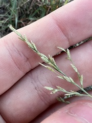 Eragrostis curtipedicellata