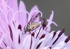 Phthiriinae