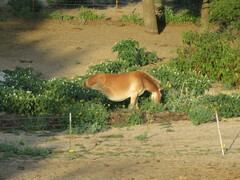 Equus asinus × caballus
