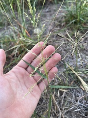 Eragrostis curtipedicellata