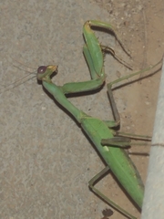 Sphodromantis viridis