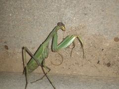 Sphodromantis viridis