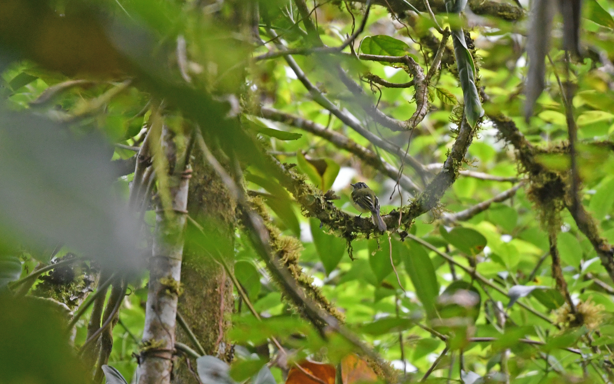 Plumbeous-crowned Tyrannulet (Phyllomyias plumbeiceps), photo 3