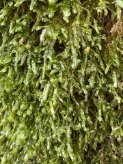 Homalia trichomanoides