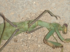 Sphodromantis viridis