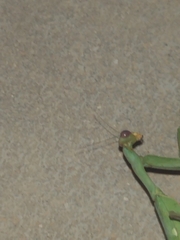 Sphodromantis viridis