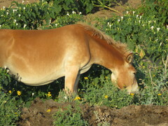Equus asinus × caballus