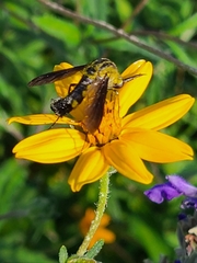 Lepidophora lepidocera