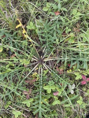 Cirsium