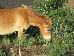 Equus asinus × caballus