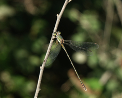 Chalcolestes parvidens