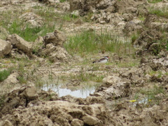 Elseyornis melanops