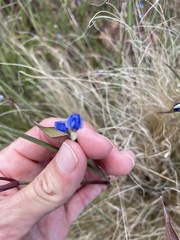 Commelina dianthifolia