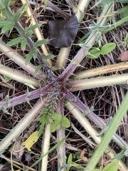 Cirsium