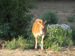 Equus asinus × caballus