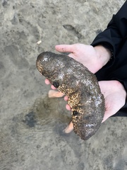 Holothuria scabra