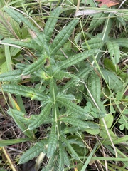 Cirsium
