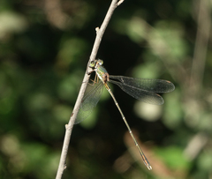 Chalcolestes parvidens
