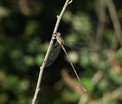 Chalcolestes parvidens