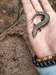 Chalcides viridanus