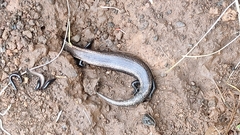 Chalcides viridanus