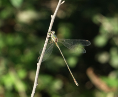 Chalcolestes parvidens
