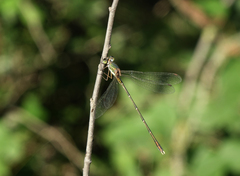 Chalcolestes parvidens