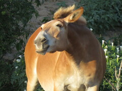 Equus asinus × caballus