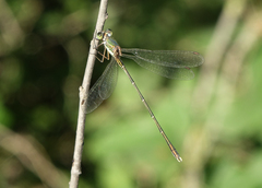 Chalcolestes parvidens
