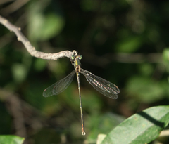 Chalcolestes parvidens