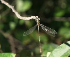 Chalcolestes parvidens