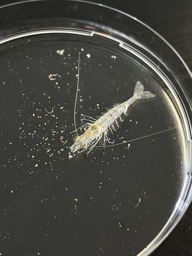Metapenaeus macleayi observed 2022-09-28