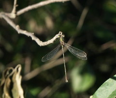 Chalcolestes parvidens