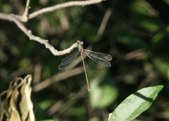Chalcolestes parvidens