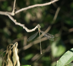 Chalcolestes parvidens