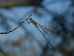 Chalcolestes parvidens