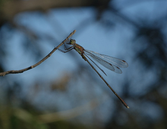 Chalcolestes parvidens
