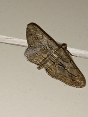 Peribatodes correptaria