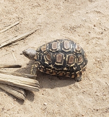 Stigmochelys pardalis
