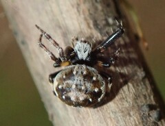 Araneus rotundulus