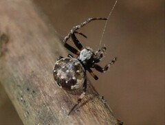 Araneus rotundulus