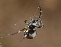 Araneus rotundulus