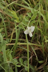 Vicia grandiflora