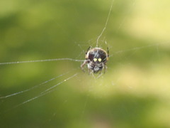 Araneus rotundulus